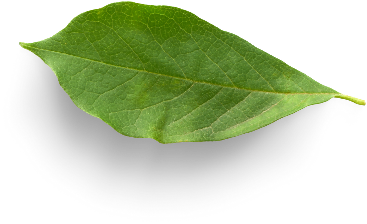 Isolated Cutout PNG